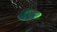 A Green Table Coral