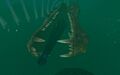 Cyclops to the megafauna's skull comparison