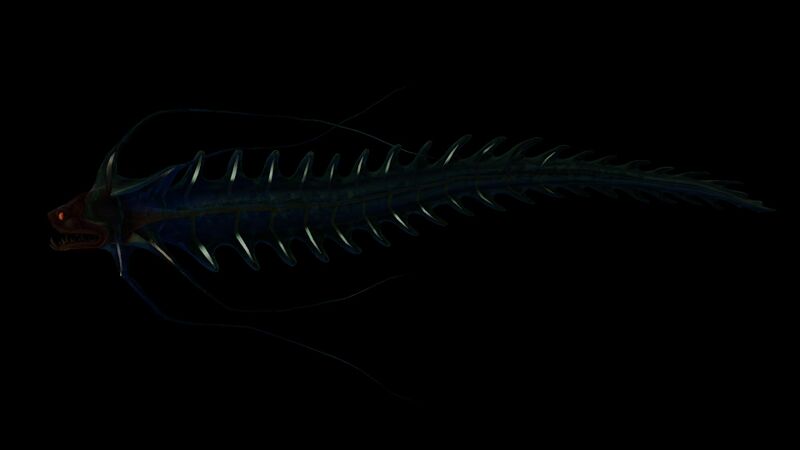 File:RiverProwlerB.jpg