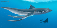 Squidshark with size comparison - by Alex Ries