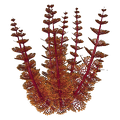 Thumbnail for version as of 03:21, 15 August 2017