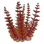 Redwort Flora.png