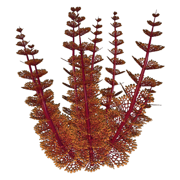 File:Redwort Flora.png