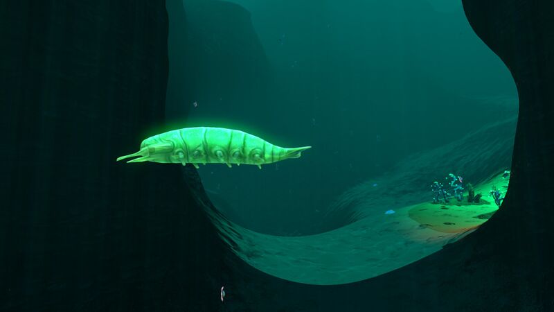 File:Rockgrub3.jpg