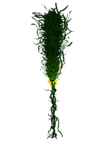 Creepvine Flora.png
