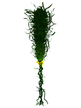 Creepvine Flora.png