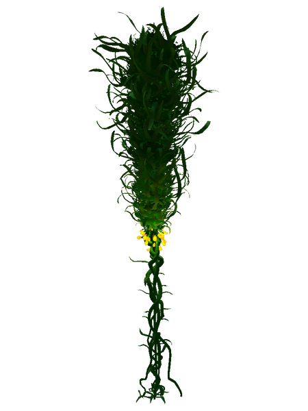 File:Creepvine Flora.png