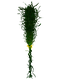 Creepvine Flora.png