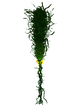 Creepvine Flora.png