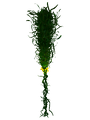 Thumbnail for version as of 13:49, 12 September 2017