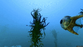 Thumbnail for version as of 06:33, 13 April 2015