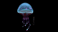 Size comparison with player.