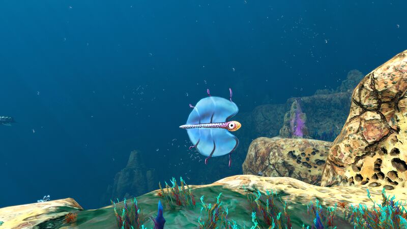 File:BladderFishPurpleVents.jpg