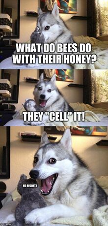 Doggy.jpg