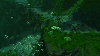 Some life forms in the biome