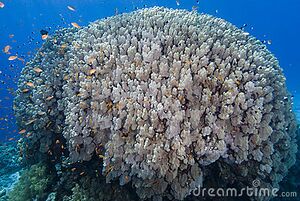 Mountain-coral-12449364.jpg