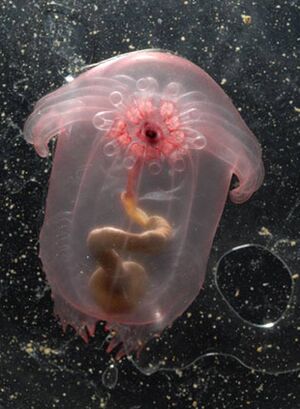 Sea-cucumber.jpeg