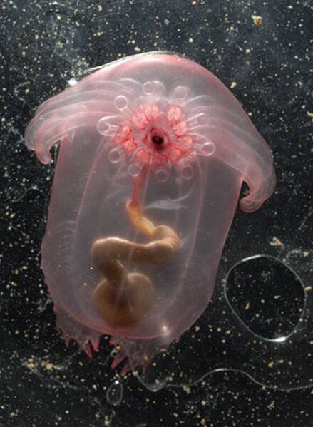 File:Sea-cucumber.jpeg