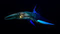 A Void Chelicerate found within the biome