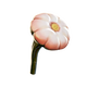 Young Cotton Anemone Icon.png