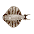 Thumbnail for version as of 17:43, 6 August 2021