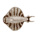 Cooked Discus Fish Icon.png