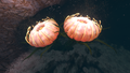 One of the flowers found within the biome