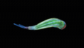 Thumbnail for version as of 19:11, 6 August 2021