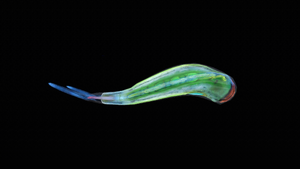 DiscusDorsal.png