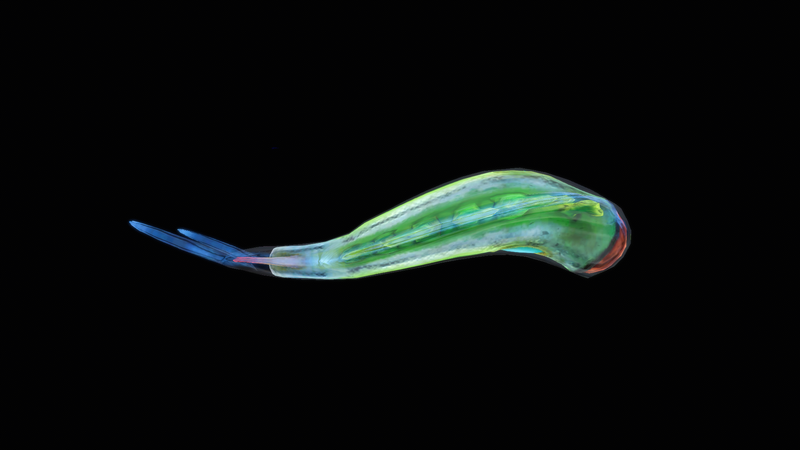 File:DiscusDorsal.png