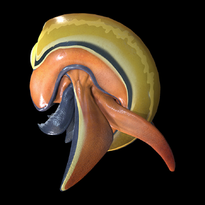 Orange Trivalve Side View.png