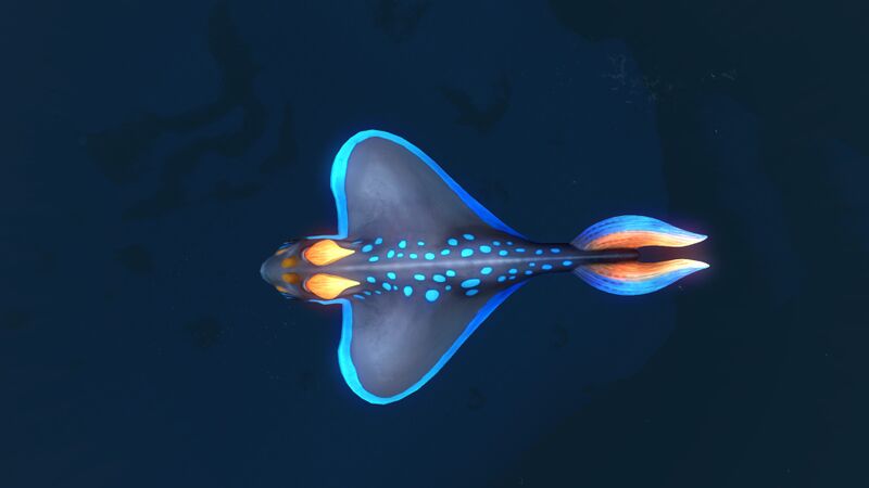 File:RabbitrayDorsal.jpg