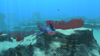 A Sand Shark in the Grassy Plateaus