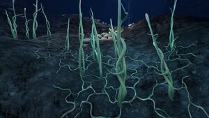 Blood Kelp (3).jpg