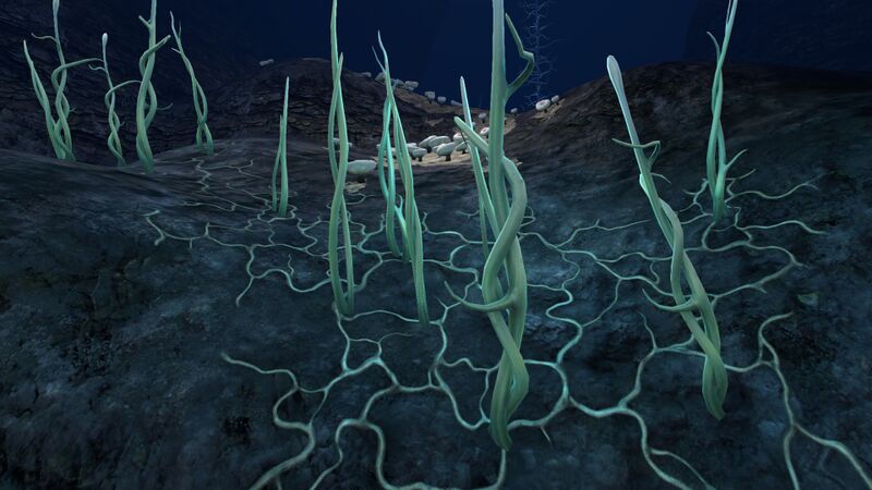 File:Blood Kelp (3).jpg