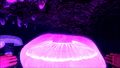 Thumbnail for version as of 14:52, 11 March 2017