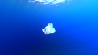 Triops Dropoff.png