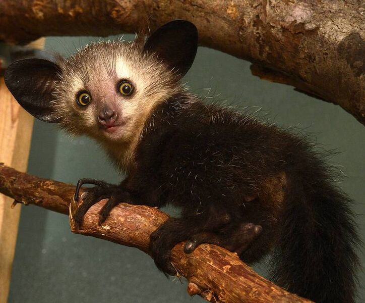 File:Aye aye.jpg