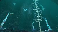 Bloodroots growing on the cliff side of the 2nd zone