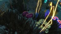 Some Purple Table Coral found growing upwards in the Mushroom Forest
