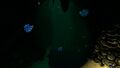 Shuttlebugs and other life forms in the Deep Sparse Reef