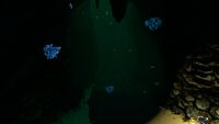 Shuttlebugs and other life forms in the Deep Sparse Reef
