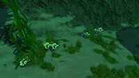 Pygmy Fans in the Kelp Forest
