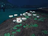 Deep Shrooms in the Lost River Tree Cove