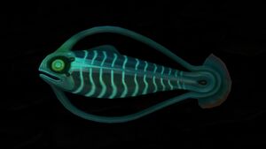 Blood Hoopfish (1).jpg