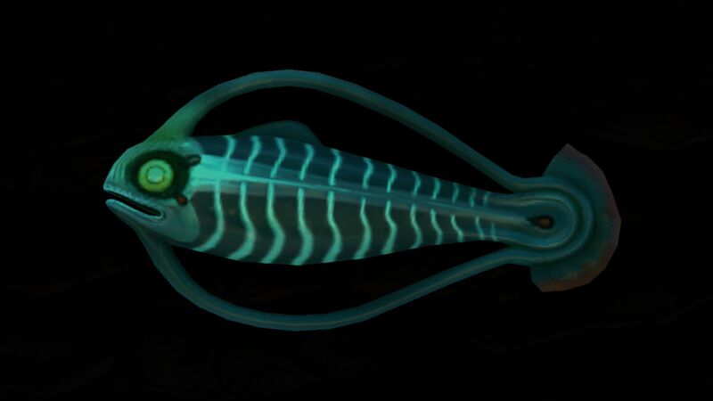 File:Blood Hoopfish (1).jpg
