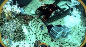 Reefback Egg.jpg