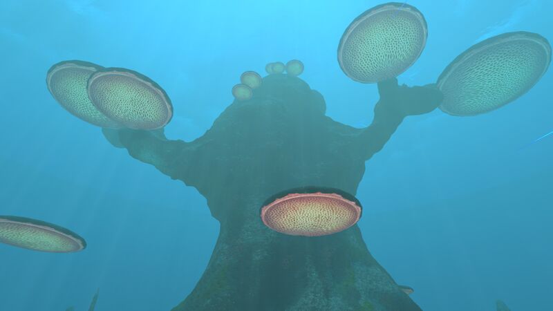 File:TreeMushroom5.jpg