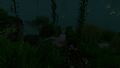 Kelp Forest at night