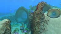 A giant coral tube in the Safe Shallows